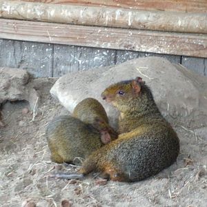 Agouti with babys