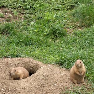 Black Tailed prarie dogs