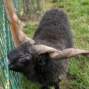 Domestic Sheep breed ID