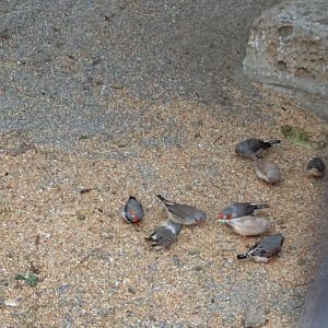 Zebra finches