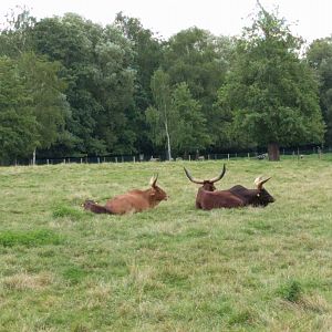 Ankole cattles