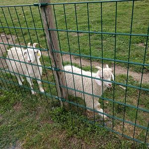 Domestic Sheep breed ID