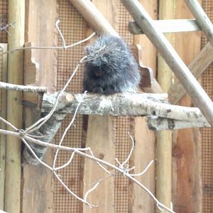 North American Tree Porcupine