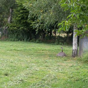 Greater rhea Enclosure