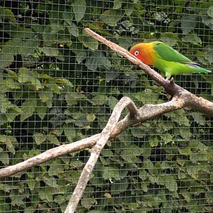 Lovebird ID