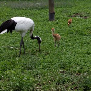Red crowned crane with chicks