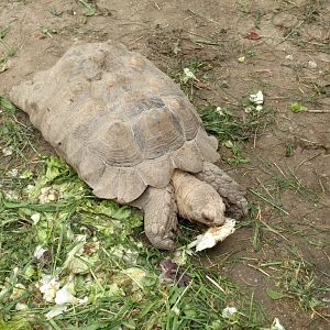 African spurred tortoise