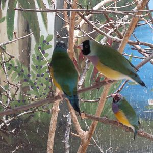 Gouldian finches