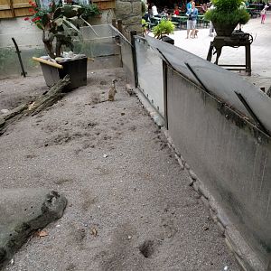 Slender Tailed meerkat Enclosure