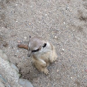 Slender Tailed meerkat