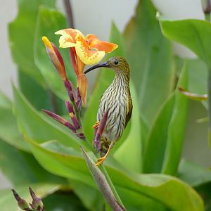 Streaked Spiderhunter - Fraser's Hill