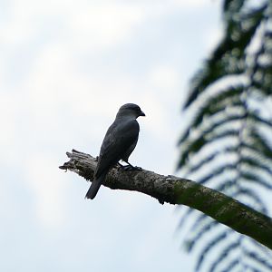 Large Cuckooshrike - Fraser's Hill