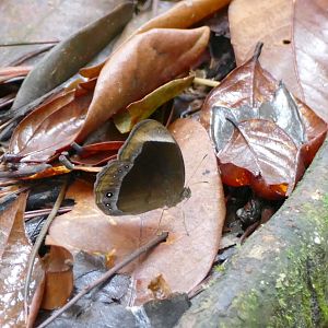 Butterfly - Fraser's Hill