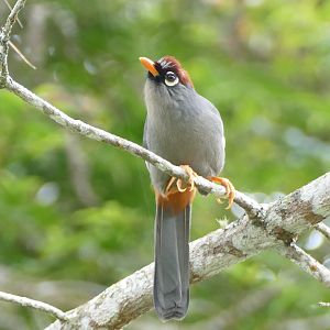 Chestnut-capped Laughingthrush - Fraser's Hill