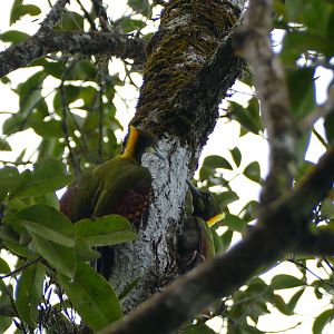 Greater Yellownape - Fraser's Hill