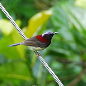 Black-throated Sunbird - Fraser's Hill