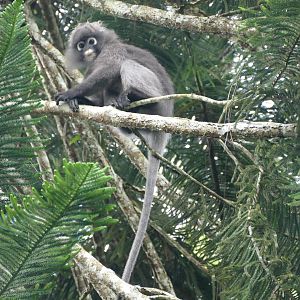 Dusky Leaf Langur - Fraser's Hill