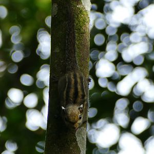 Himalayan striped squirrel - Fraser's Hill