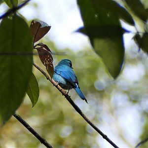 Verditer Flycatcher - Fraser's Hill