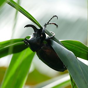 Rhinoceros beetle - Fraser's Hill