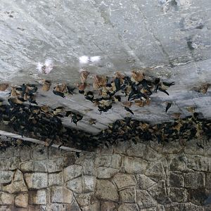 Plume-toed Swiftlet - Fraser's Hill