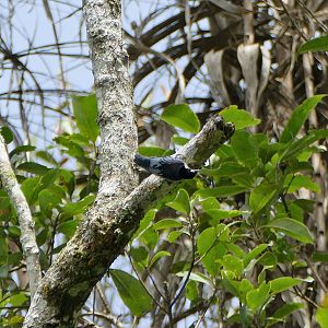 Blue Nuthatch - Fraser's Hill