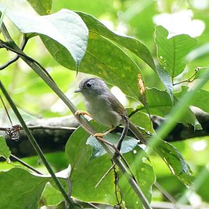 Mountain Fulvetta - Fraser's Hill