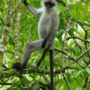 White-thighed Langur - Fraser's Hill