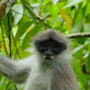White-thighed Langur - Fraser's Hill