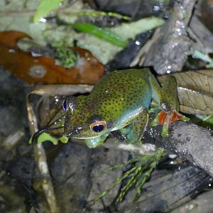 Jade Flying Frog - Fraser's Hill