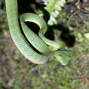 Siamese Peninsula Pit Viper - Fraser's Hill