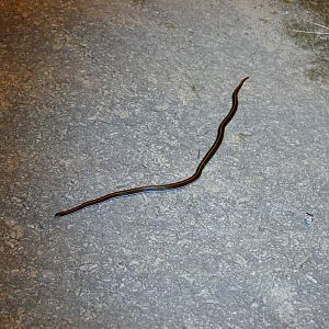 Malayan Striped Coral Snake - Fraser's Hill