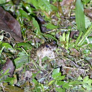 Field Frog - Fraser's Hill