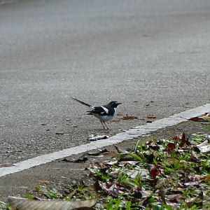 Slaty-backed Forktail - Fraser's Hill