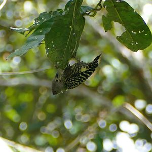 Buff-rumped Woodpecker - Fraser's Hill