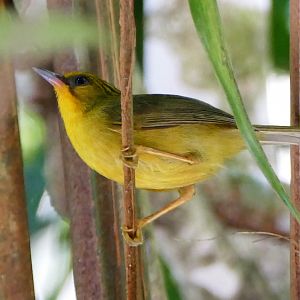 Golden Babbler - Fraser's Hill