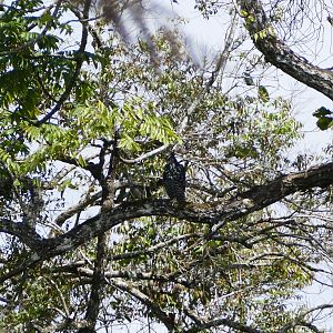 Blyth's Hawk-Eagle - Fraser's Hill