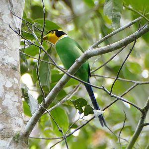 Long-tailed Broadbill - Fraser's Hill