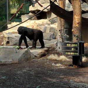 Western Lowland Gorilla Indoor Enclosure