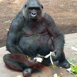 Western Lowland Gorilla
