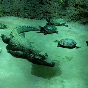African dwarf Crocodile and Slider Turtles