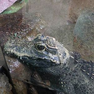 African dwarf Crocodile