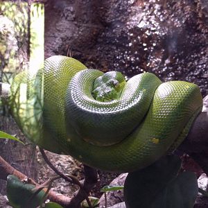 Green Tree python
