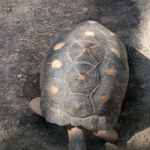 Radiated Tortoise