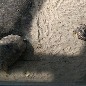 Radiated Tortoise and star Tortoise