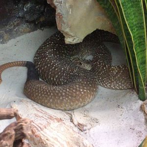 Rattlesnake