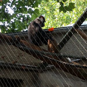 Mangabey Monkey Outdoor Enclosure