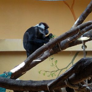 Mangabey Monkey Indoor Enclosure