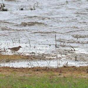 Buff-breasted Sandpiper at Idle Valley NR, 23/05/20