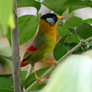 Silver-eared Mesia - Fraser's Hill